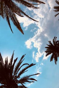 Preview wallpaper palm trees, bottom view, branches, sky, tropics, leaves