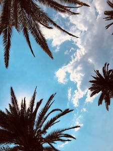 Preview wallpaper palm trees, bottom view, branches, sky, tropics, leaves