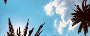 Preview wallpaper palm trees, bottom view, branches, sky, tropics, leaves