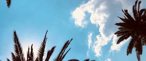 Preview wallpaper palm trees, bottom view, branches, sky, tropics, leaves