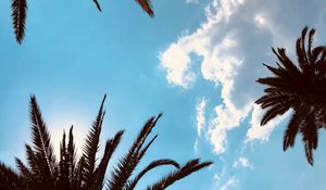 Preview wallpaper palm trees, bottom view, branches, sky, tropics, leaves