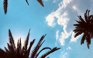 Preview wallpaper palm trees, bottom view, branches, sky, tropics, leaves