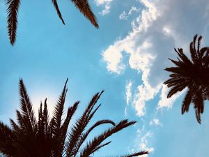 Preview wallpaper palm trees, bottom view, branches, sky, tropics, leaves