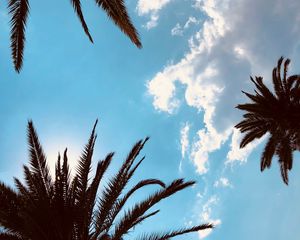 Preview wallpaper palm trees, bottom view, branches, sky, tropics, leaves