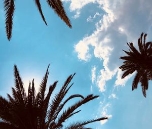 Preview wallpaper palm trees, bottom view, branches, sky, tropics, leaves