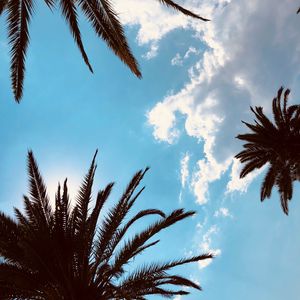 Preview wallpaper palm trees, bottom view, branches, sky, tropics, leaves