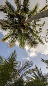 Preview wallpaper palm trees, bottom view, branches, leaves, sky