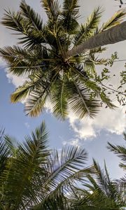 Preview wallpaper palm trees, bottom view, branches, leaves, sky