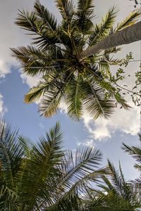 Preview wallpaper palm trees, bottom view, branches, leaves, sky