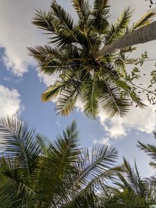 Preview wallpaper palm trees, bottom view, branches, leaves, sky