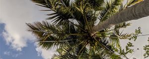 Preview wallpaper palm trees, bottom view, branches, leaves, sky