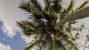 Preview wallpaper palm trees, bottom view, branches, leaves, sky