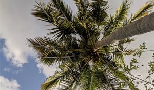 Preview wallpaper palm trees, bottom view, branches, leaves, sky