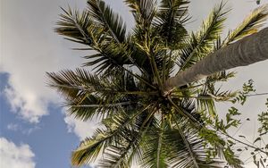 Preview wallpaper palm trees, bottom view, branches, leaves, sky