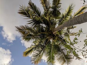 Preview wallpaper palm trees, bottom view, branches, leaves, sky