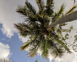 Preview wallpaper palm trees, bottom view, branches, leaves, sky