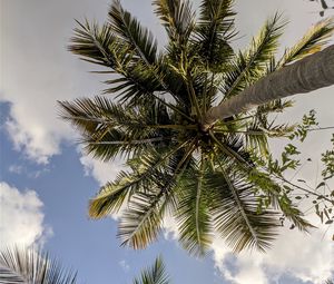 Preview wallpaper palm trees, bottom view, branches, leaves, sky