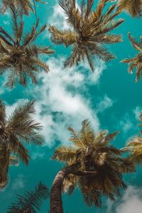 Preview wallpaper palm trees, bottom view, clouds, sky, branches, tropics, leaves