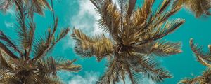 Preview wallpaper palm trees, bottom view, clouds, sky, branches, tropics, leaves