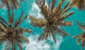 Preview wallpaper palm trees, bottom view, clouds, sky, branches, tropics, leaves