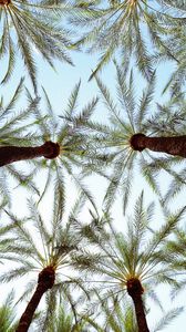 Preview wallpaper palm trees, bottom view, leaves