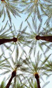 Preview wallpaper palm trees, bottom view, leaves