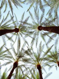 Preview wallpaper palm trees, bottom view, leaves