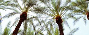 Preview wallpaper palm trees, bottom view, leaves