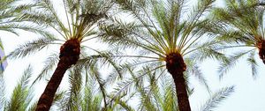 Preview wallpaper palm trees, bottom view, leaves