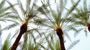 Preview wallpaper palm trees, bottom view, leaves