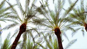 Preview wallpaper palm trees, bottom view, leaves