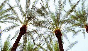 Preview wallpaper palm trees, bottom view, leaves