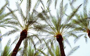 Preview wallpaper palm trees, bottom view, leaves