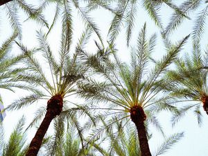 Preview wallpaper palm trees, bottom view, leaves