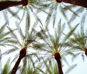 Preview wallpaper palm trees, bottom view, leaves