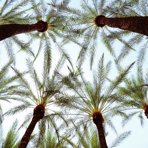 Preview wallpaper palm trees, bottom view, leaves