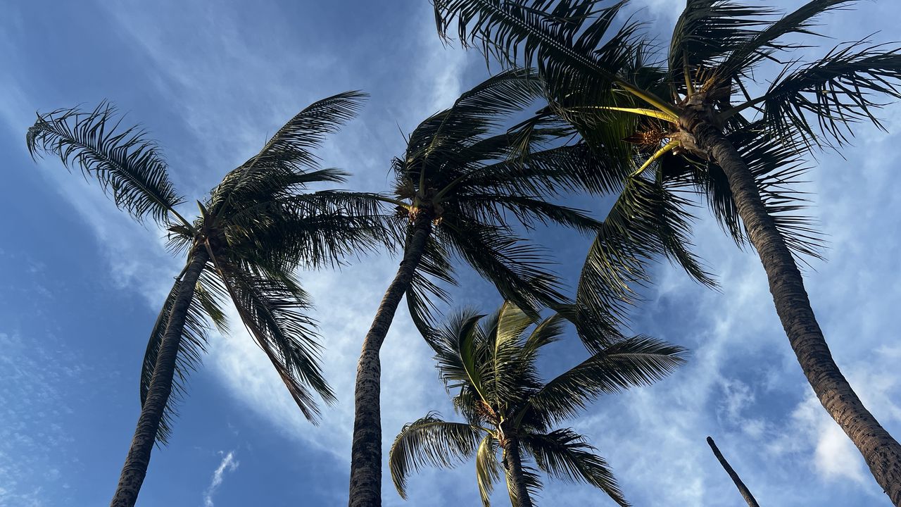 Wallpaper palm trees, bottom view, sky, tropics