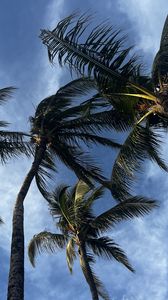 Preview wallpaper palm trees, bottom view, sky, tropics