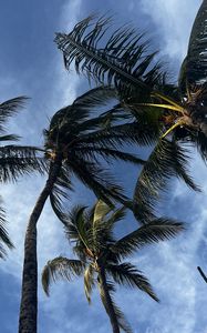 Preview wallpaper palm trees, bottom view, sky, tropics