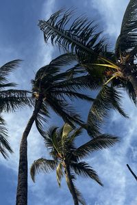 Preview wallpaper palm trees, bottom view, sky, tropics