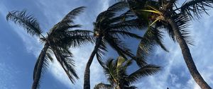 Preview wallpaper palm trees, bottom view, sky, tropics