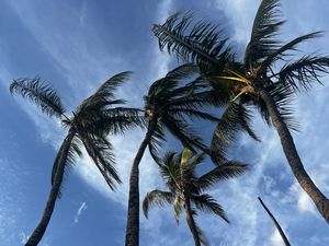 Preview wallpaper palm trees, bottom view, sky, tropics