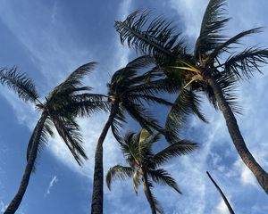 Preview wallpaper palm trees, bottom view, sky, tropics