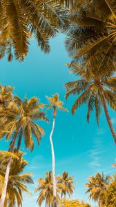 Preview wallpaper palm trees, bottom view, sky tropics, trunks, branches
