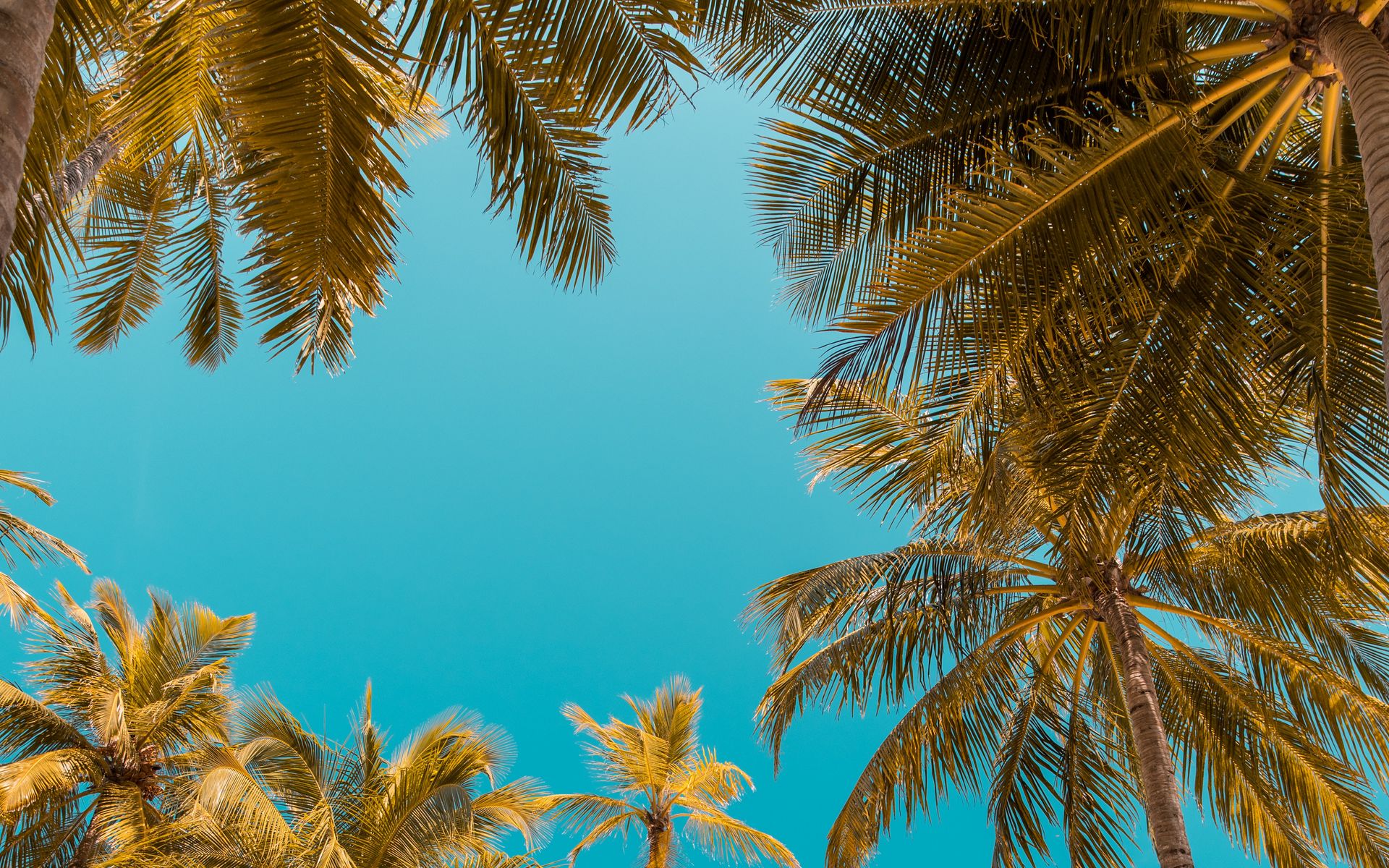 Download wallpaper 1920x1200 palm trees, bottom view, sky tropics ...