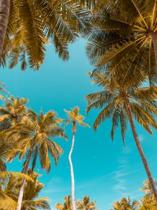 Preview wallpaper palm trees, bottom view, sky tropics, trunks, branches