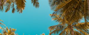 Preview wallpaper palm trees, bottom view, sky tropics, trunks, branches