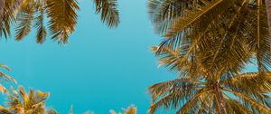 Preview wallpaper palm trees, bottom view, sky tropics, trunks, branches