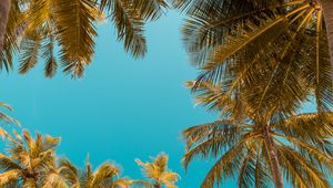 Preview wallpaper palm trees, bottom view, sky tropics, trunks, branches