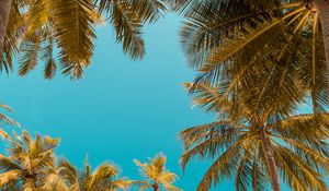 Preview wallpaper palm trees, bottom view, sky tropics, trunks, branches